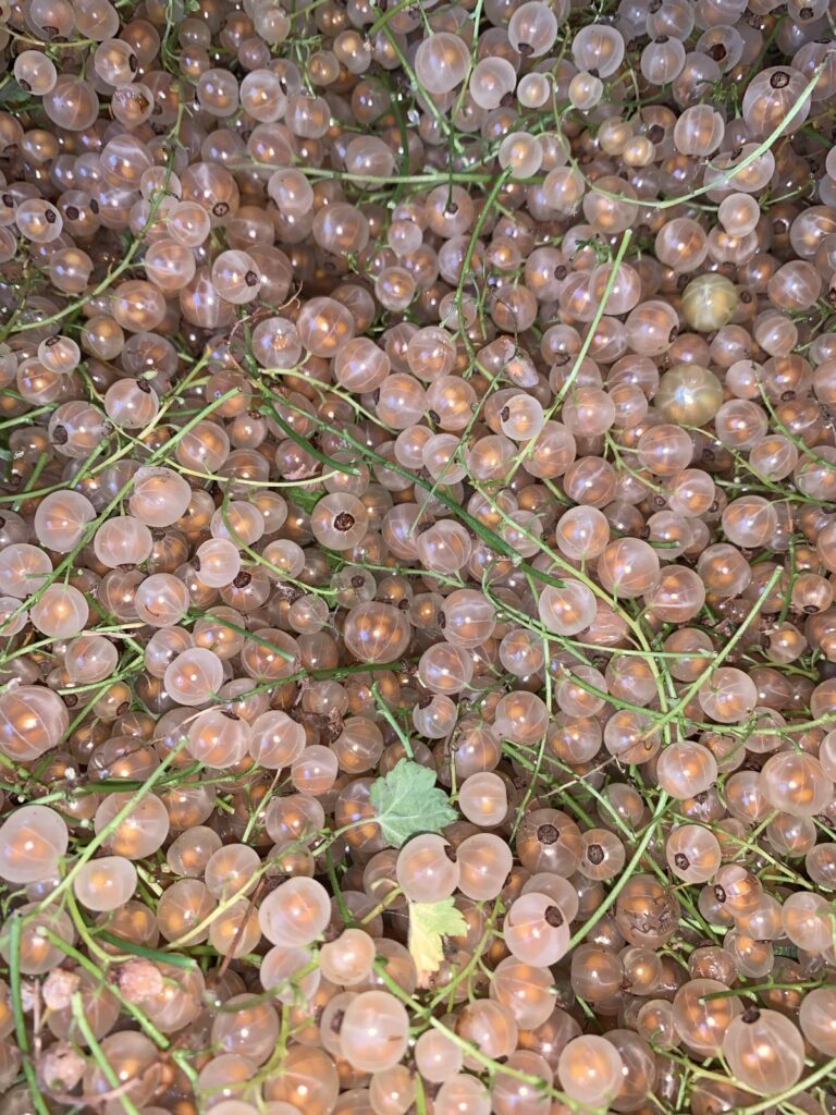 A photo of yellow gooseberries en masse